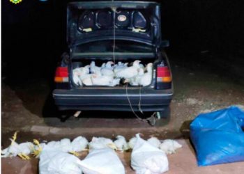 Homens sÃ£o flagrados com carro cheio de galinhas furtadas