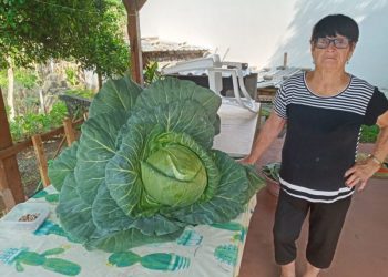 Mulher Ã© pega de surpresa e colhe repolho gigante em LacerdÃ³polis