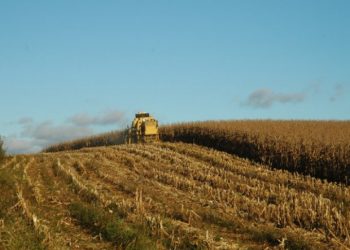 Estimativas da safra de verÃ£o para SC Ã© de aumento na produÃ§Ã£o de milho e soja