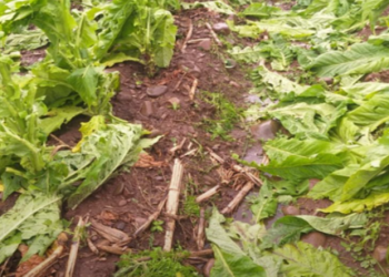 SC disponibiliza R$ 1 milhÃ£o para auxiliar produtores rurais atingidos por intempÃ©ries