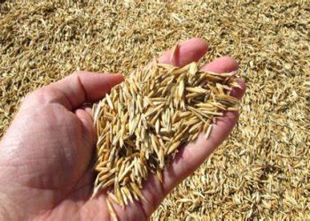 SC dobrarÃ¡ investimento para ampliar produÃ§Ã£o de cereais de inverno