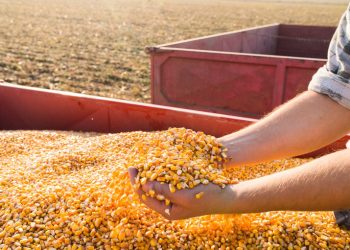 Pequeno produtor jÃ¡ pode comprar milho do estoque pÃºblico