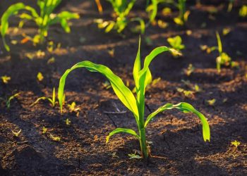 Milho vai subir aos poucos