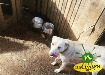 Parceria entre Faunamiga, voluntÃ¡rios e administraÃ§Ã£o promove melhorias em casa de apoio para animais