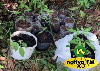 Anita Garibaldi: PM apreende 47 mudas de maconha