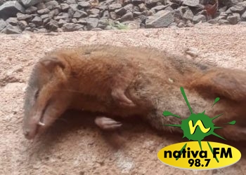 Que bicho Ã© esse? Morador do Oeste de SC conta como apareceu em seu terreno