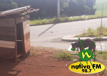 VoluntÃ¡rios de apoio aos animais relatam situaÃ§Ã£o de maus-tratos em animais no Loteamento Nova ZortÃ©a (ouÃ§a)