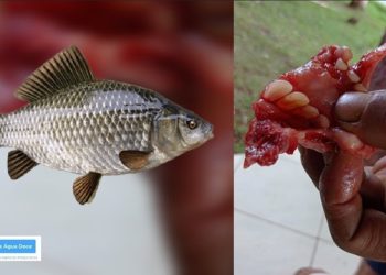 Inusitado e raro? Carpa com dentes humanos teria sido pescada em Capinzal