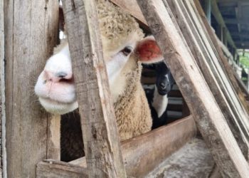 Homem Ã© preso em flagrante por maus-tratos a mais de 60 animais em SC