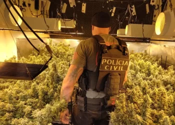 Estufas com 60 pÃ©s de ‘supermaconha’ sÃ£o localizadas em casas de SC