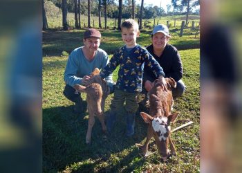 ZortÃ©a: Vaca surpreende casal de agricultores e dÃ¡ Ã  luz a duas bezerras em gestaÃ§Ã£o rara