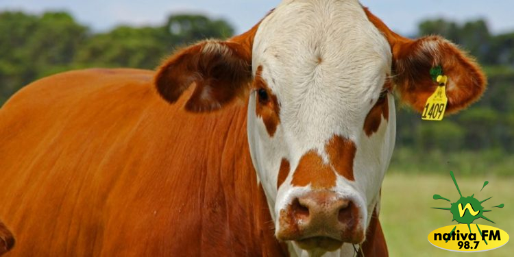 Imagem ilustrativa da internet