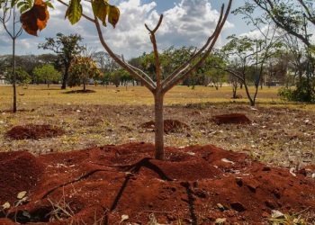 Brasil perdeu 16% de vegetaÃ§Ã£o herbÃ¡cea e arbustiva em 38 anos