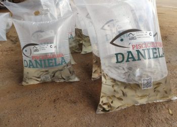 EPAGRI e secretarias de agricultura Capinzal e Ouro realizam entrega de 16 mil alevinos