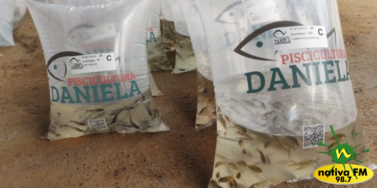 Foto: Cleber Luiz / Nativa FM