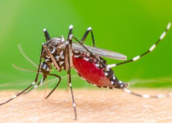 Capinzal ultrapassa 300 casos confirmados de Dengue