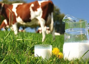 Dia Internacional do Leite celebra e reconhece a dedicação dos produtores