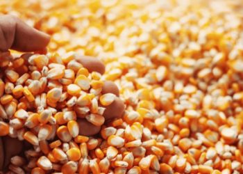 Epagri inicia Programa Troca-Troca de sementes de milho em Ouro