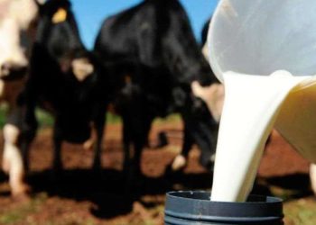 Produtores de Capinzal de Ouro podem se inscrever no programa Leite Bom a partir desta segunda-feira (17)