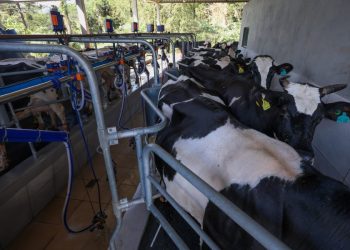 Programa Leite Bom SC entra na fase de elaboração de projetos para financiamento de investimentos no meio rural