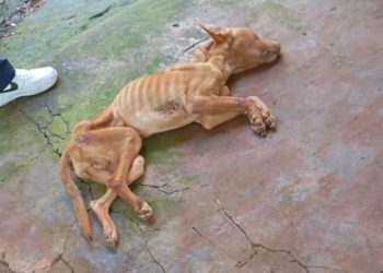 Mulher é condena pela Justiça por maus-tratos contra cachorro em Capinzal