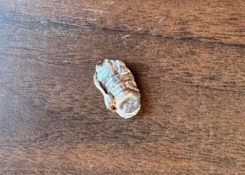 Criança de 4 anos atingida por bala perdida em propriedade próximo a clube de tiro em Herval d’Oeste