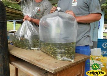 Epagri de Capinzal e Ouro promove campanha de compra conjunta de alevinos