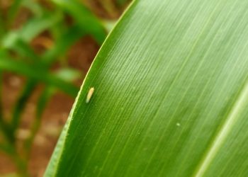 Cigarrinha-do-milho: monitoramento alerta para aumento na média estadual de incidência do inseto em SC