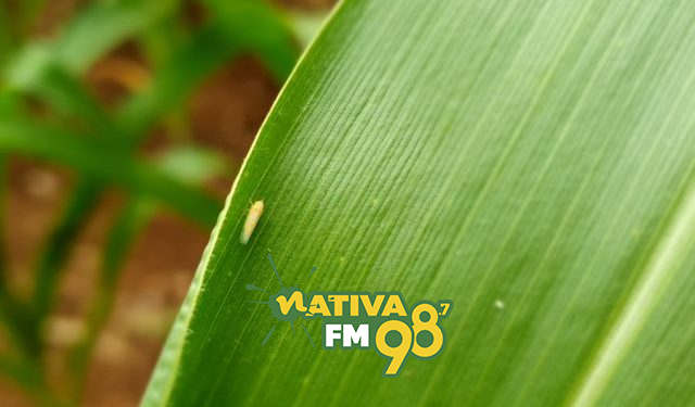 Foto: Divulgação / Epagri