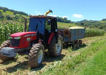 Colheita de milho para a silagem é intensificada nas propriedades rurais de Ouro