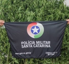 Polícia Militar apreende pés de maconha em propriedade rural de Concórdia