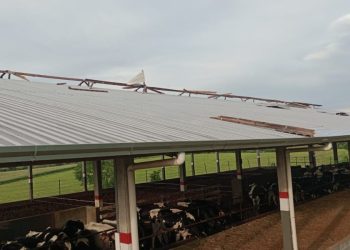 Vendaval causa estragos em propriedades rurais no interior de Capinzal