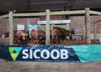 Mais de R$ 1 milhão foram movimentados no 10º Leilão de Gado Geral de Zortéa