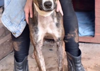 Projeto Arca Animal enfrenta dívida de mais de R$ 20 mil e pede ajuda para continuar resgatando cães e gatos abandonados