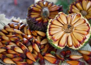 Santa Catarina lidera produção de pinhão no Brasil