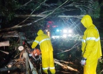 Temporal causa queda de árvores sobre veículo em Campos Novos
