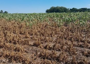 Governo abre crédito de R$ 12 bilhões para produtores rurais