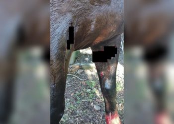 Padre é atacado por pitbull durante cavalgada em Machadinho, no Norte do RS