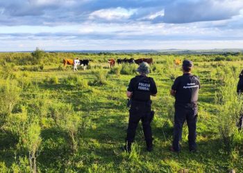 Operação de combate ao contrabando de gado cumpre mandados no RS e Oeste de SC