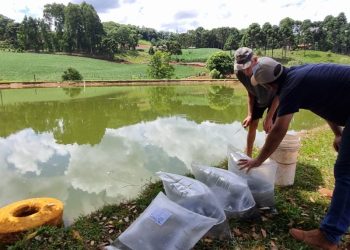 Piratuba: Agricultura de Piratuba abre inscrições para aquisição de alevinos