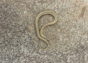 Cobra é capturada no pátio de residência em Joaçaba e devolvida à natureza