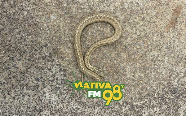 Foto: Corpo de Bombeiros / Divulgação