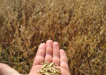 Programa Viva Bem Capinzal no Campo distribuirá mais de 10 mil quilos de aveia e 3 mil quilos de azevém a produtores