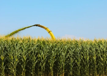 Agricultura de Capinzal realiza contratação emergencial de serviço com colheitadeira para silagem devido à escassez de chuva
