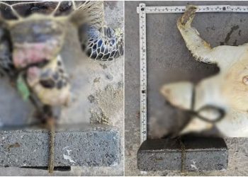 Tartaruga é achada morta com bloco de concreto amarrado ao pescoço em praia de Itapema (SC)