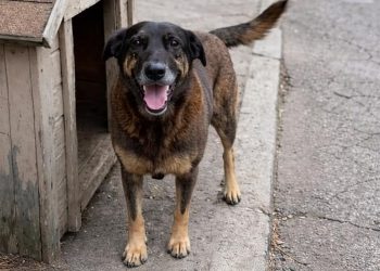 Polícia conclui investigação sobre morte do cão Orelha e maus-tratos ao cão Caramelo e pede internação de adolescente