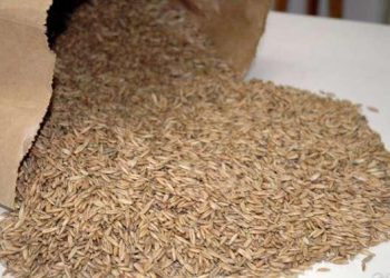 Piratuba: Pedidos para adesão ao Programa Pastagem de inverno encerram no dia 27 de março