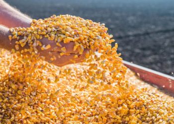 Safra de milho no Meio-Oeste catarinense bate recorde de produtividade