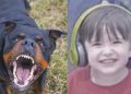Avó abriu portão para entrada de menino de 4 anos antes de ataque fatal de rottweiler em Chapecó