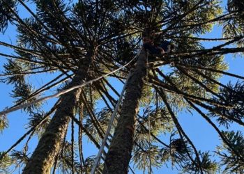 Adolescente sofre choque elétrico ao colher pinhão e é resgatado de pinheiro